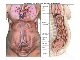 Anatomy of the Thorax and Abdomen