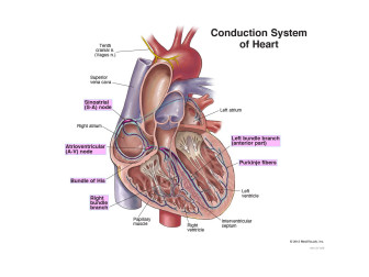 Conduction System of Heart