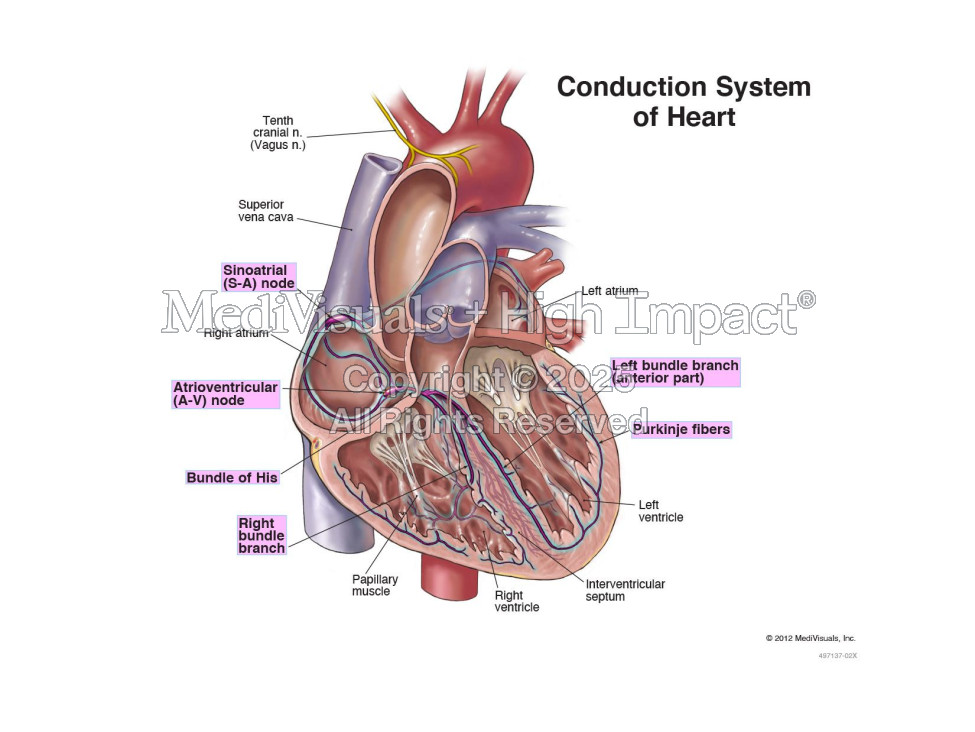 Conduction System of Heart