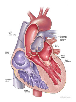 Anatomy of Heart