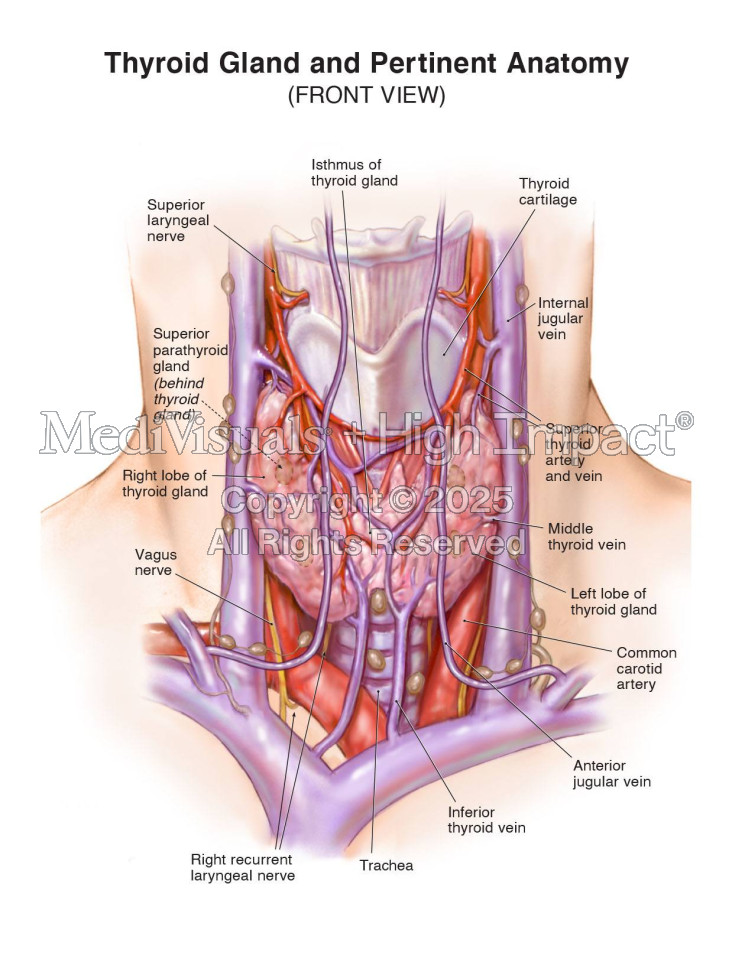 Thyroid Gland and Pertinent Anatomy