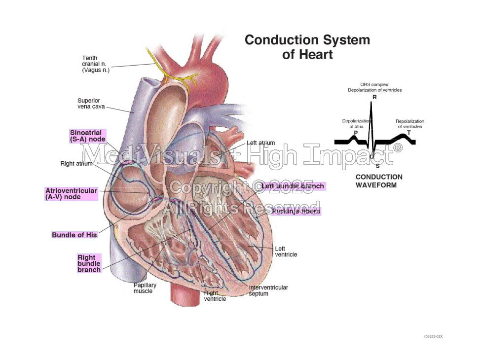 Conduction System of Heart with Waveform