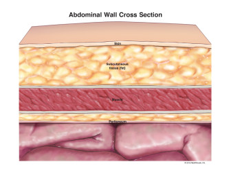 Abdominal Wall Cross Section