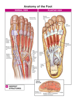 Anatomy of the Foot