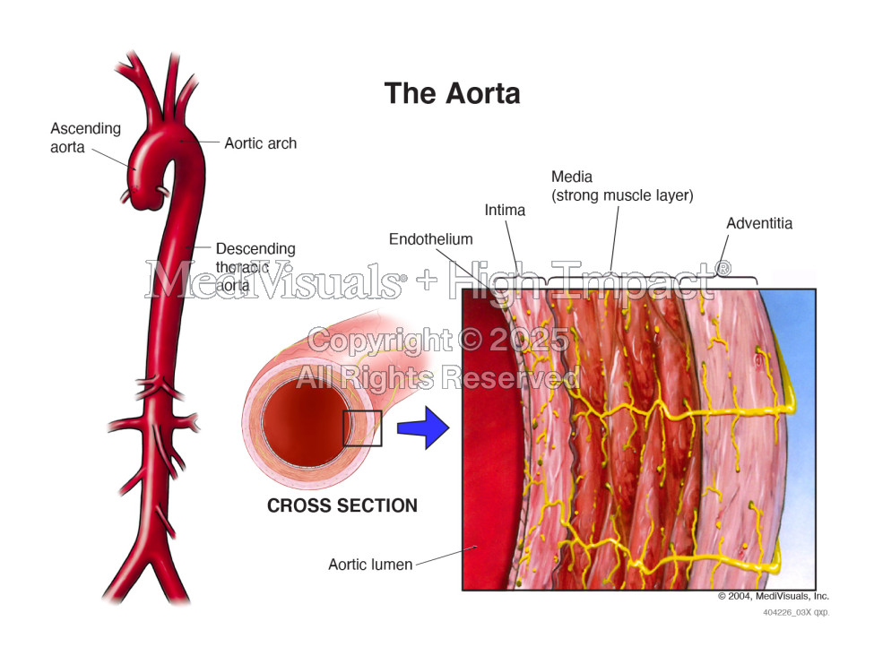The Aorta