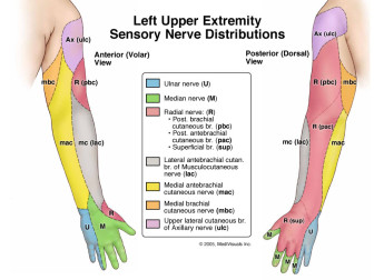 Sensory Nerve Distributions of the Left Arm and Hand