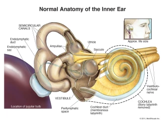 Normal Anatomy of Inner Ear | MediVisuals + High Impact