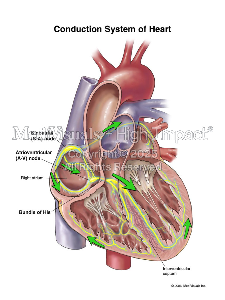 Conduction System of Heart
