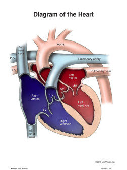 Diagram of the Heart