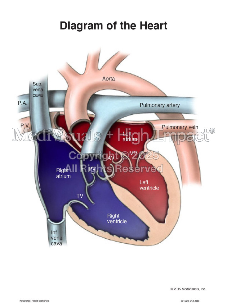 Diagram of the Heart