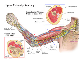 Upper Extremity Anatomy