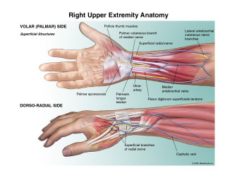 Right Upper Extremity Anatomy
