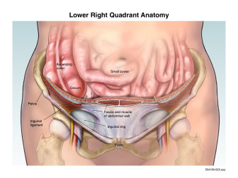 Lower Right Quadrant Anatomy