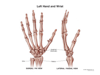 Left Hand and Wrist
