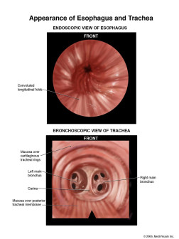 Appearance of Esophagus and Trachea