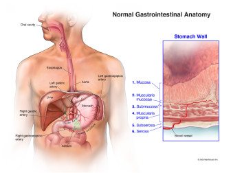 Normal Gastrointestinal Anatomy