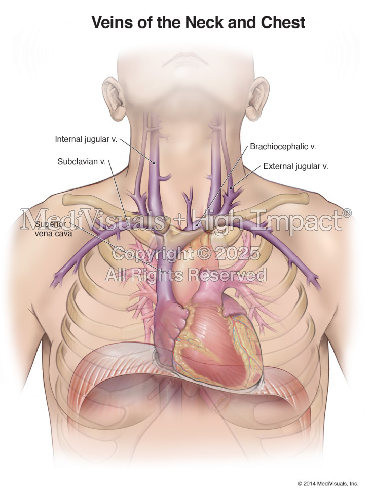 Veins of the Neck and Chest