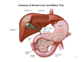 Anatomy of Normal Liver and Biliary Tree