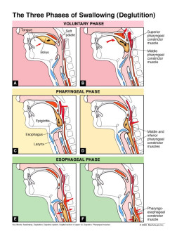 The Three Phases of Swallowing (Deglutition)