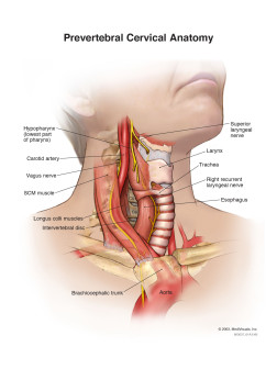Prevertebral Cervical Anatomy