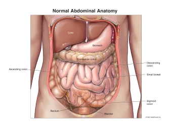 Normal Ab Flashpoint Abdominal and Retroperitoneal Anatomy