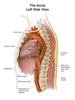 The Aorta Left Side View