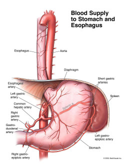 Blood Supply to Stomach and Esophagus