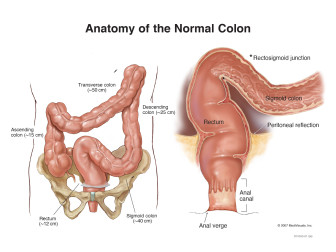 Anatomy of the Normal Colon