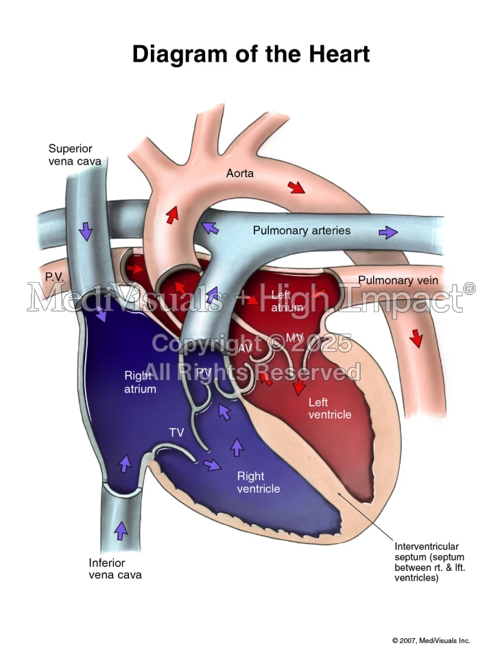 Diagram of the Heart | MediVisuals + High Impact