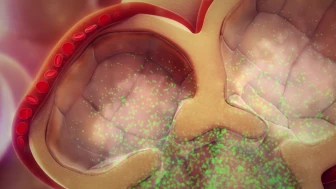 Normal Anatomy and Physiology of Respiration