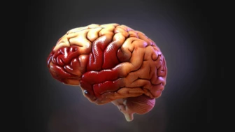Visualized Brain Normal Normal Anatomy of the Brain Illustration | MediVisuals + High Impact