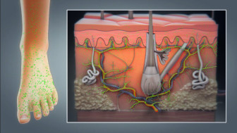 Circulation of the Foot and Tourniquet Application