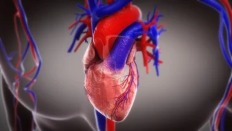 Cardiac Physiology