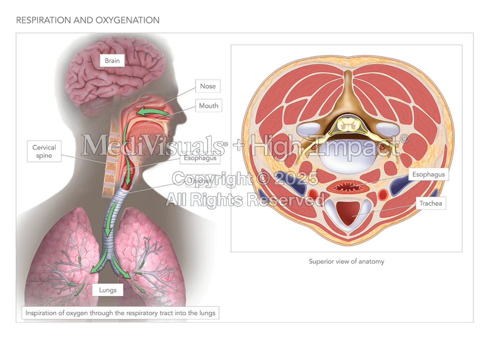 Normal Airway Anatomy