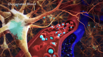 Central Nervous System