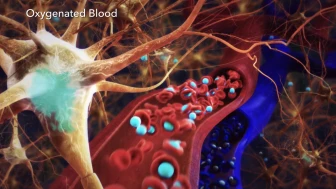 Central Nervous System