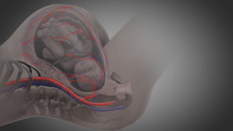 Maternal Fetal Circulation