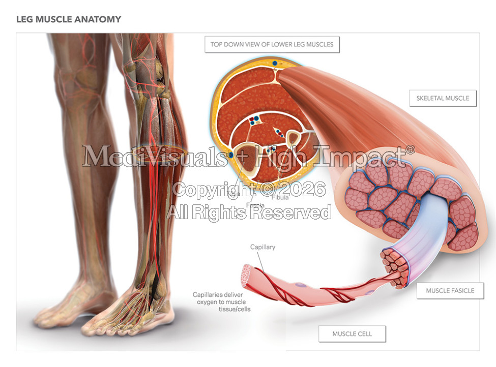Leg Muscle Anatomy