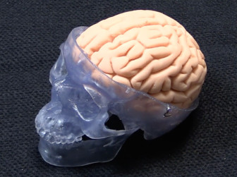 Life-Size Soft Brain Model