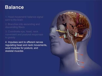 Neural Pathways - Eye-Motor