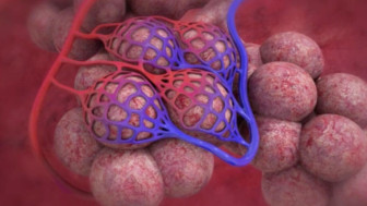 Pulmonary Physiology