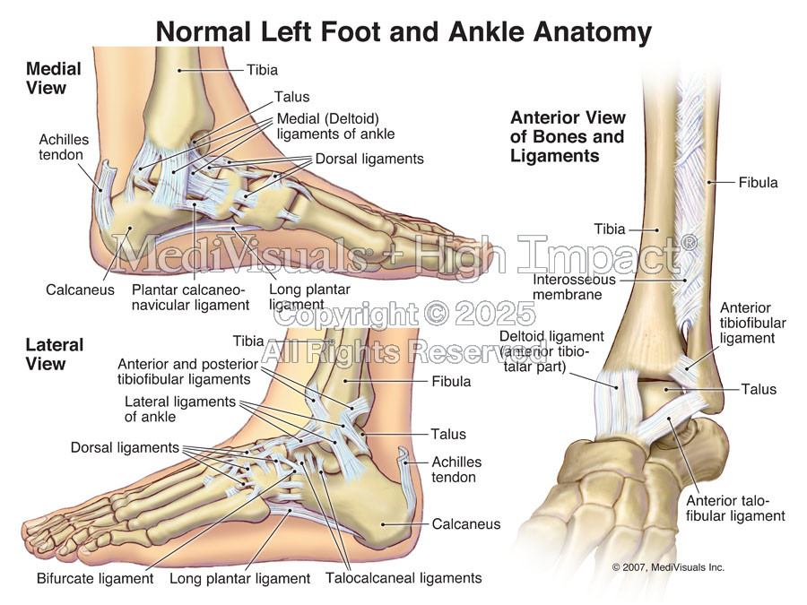Normal Foot and Ankle Anatomy