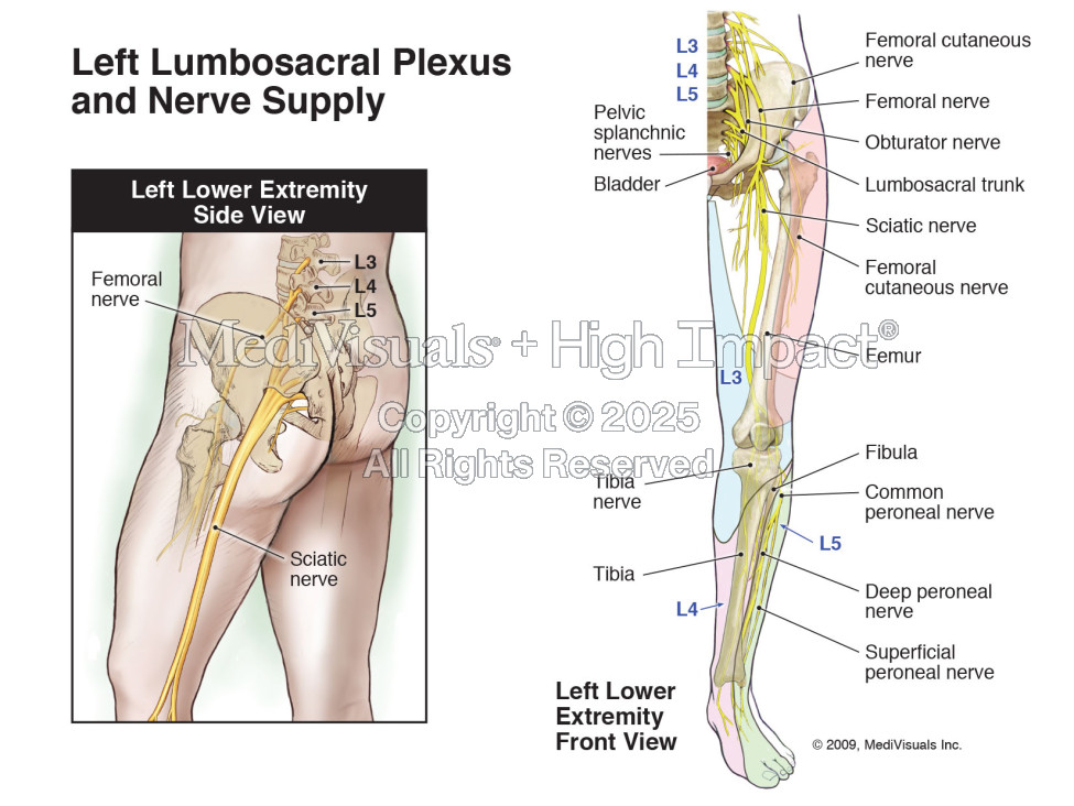 Left Lumbosacral Plexus and Nerve Supply