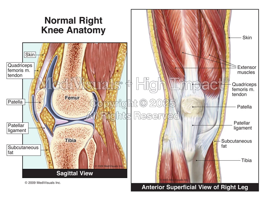 Normal Knee Development Normal Right Knee Anatomy