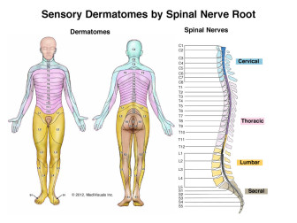 Sensory Dermatomes by Spinal Nerve Root