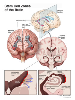 Stem Cell Zones of the Brain