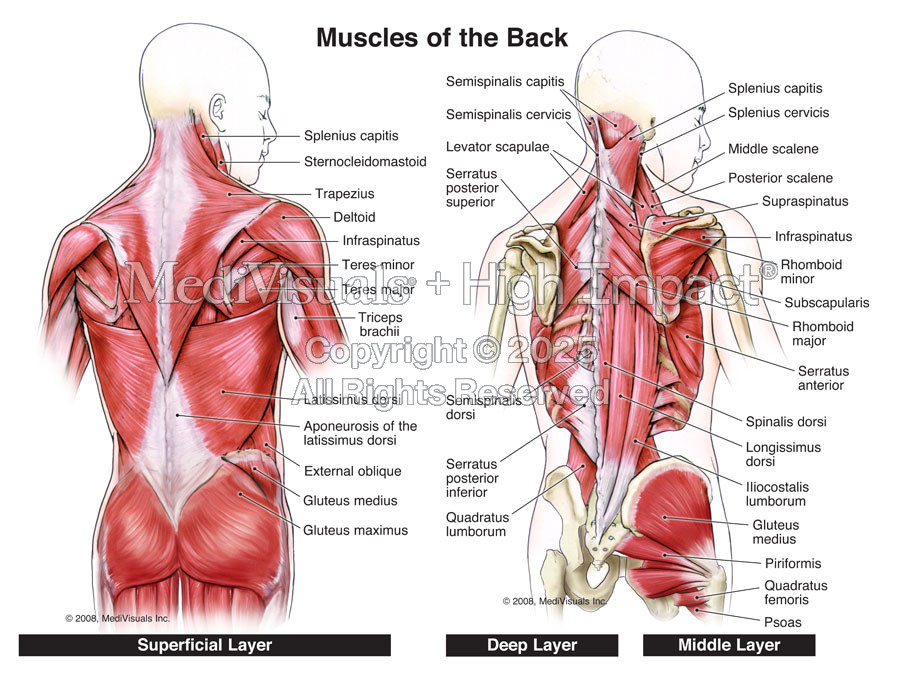 Muscles of the Back