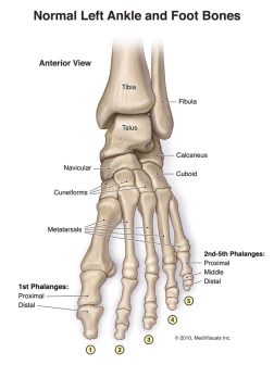 Normal Foot and Ankle Anatomy | MediVisuals + High Impact