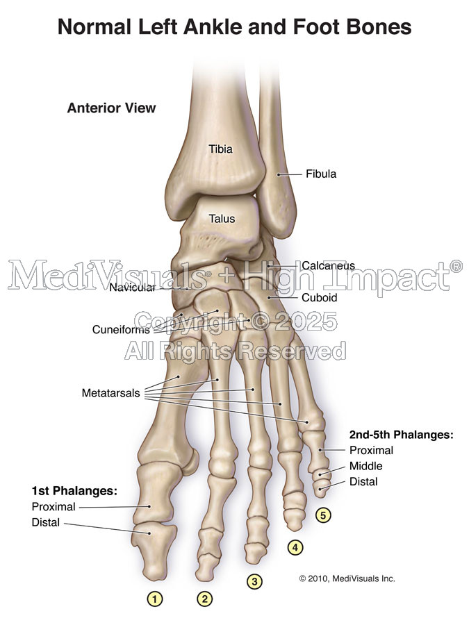 Normal Left Ankle and Foot Bones - Anterior View