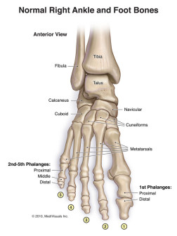 Normal Right Ankle and Foot Bones - Anterior View